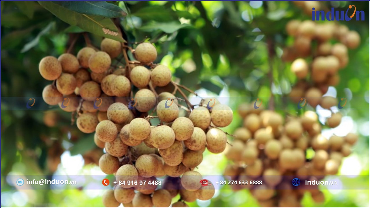 Tỉnh Hưng Yên 06